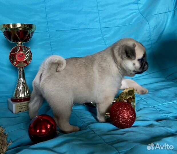 Щенки мопса