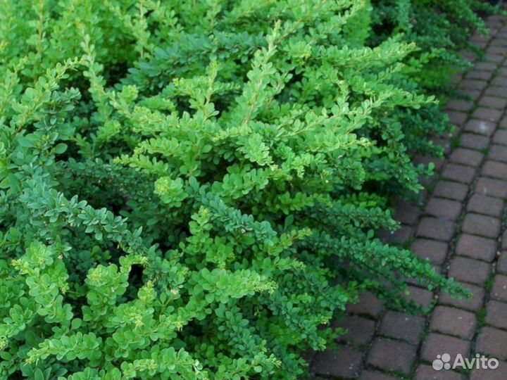 Барбарис Зеленый