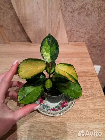 Хойя аустралис Лиза