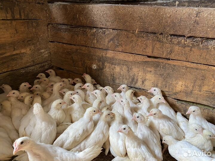 Курицы несушки молодки