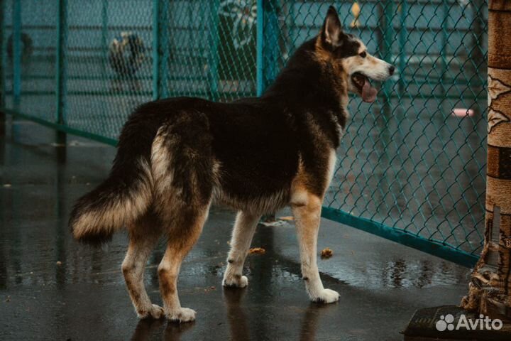 Сибирский хаски метис с разными глазами