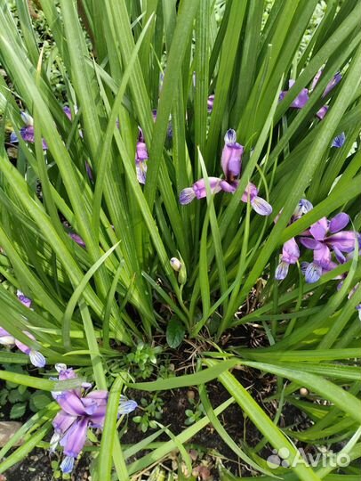 Многолетние цветы для сада