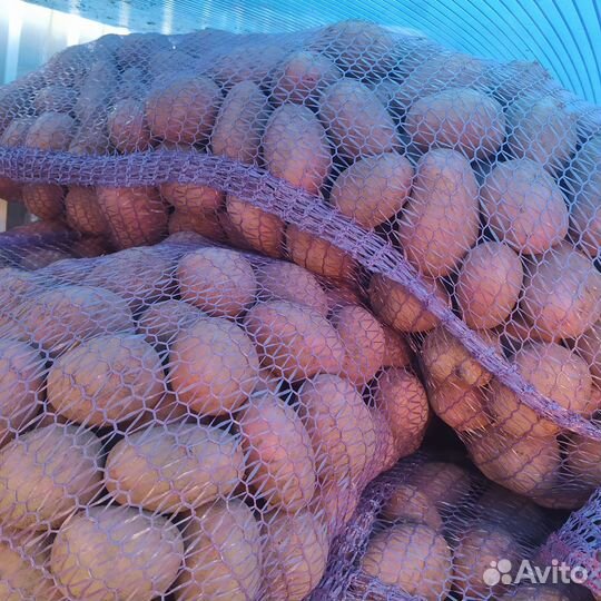 Продам картофель