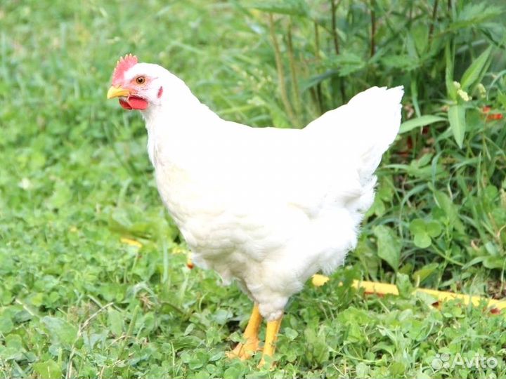 Куры несушки