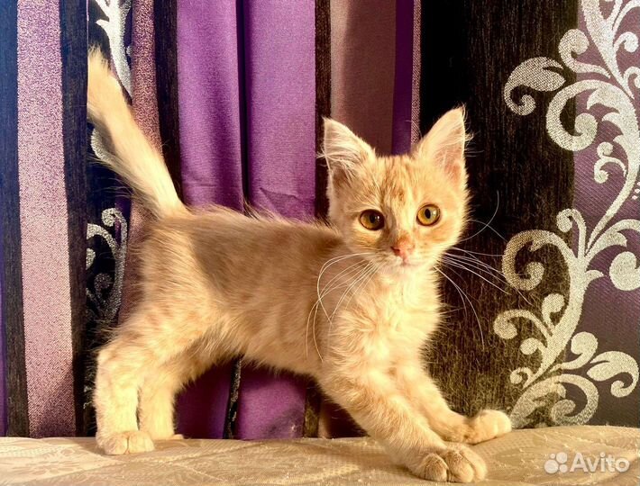 Рыжая красотка бесплатно