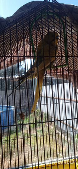 Продам попугаев мальчик и девачка