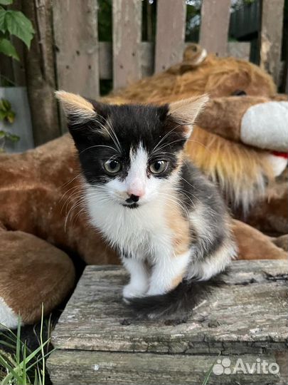 Кошка в дар