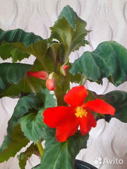 Бегония оранжевого цвета