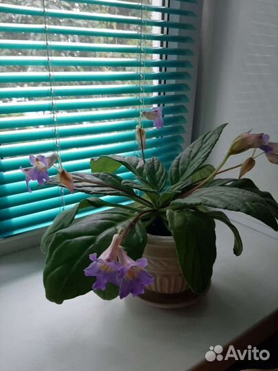 Хирита(примулина)