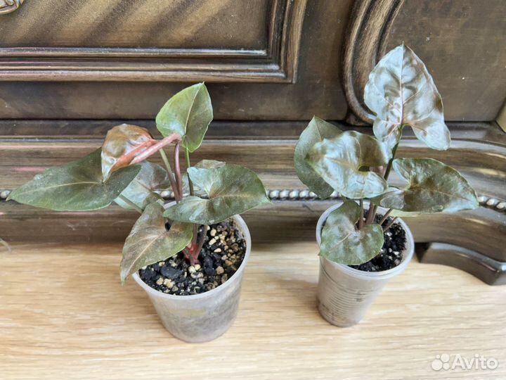 Комнатные растения цветы