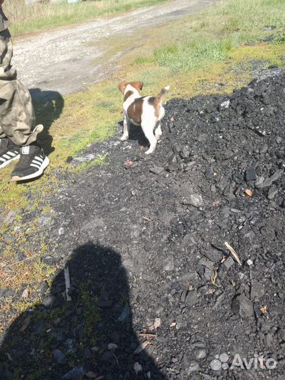 Фокстерьер