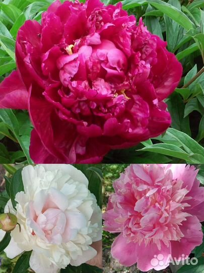 Пионы бордовый, розовый, кремовый