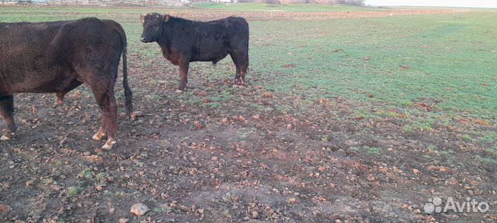 Быки на племя