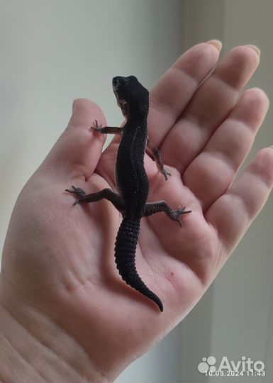 Эублефар, геккон Black Night, самцы и самки