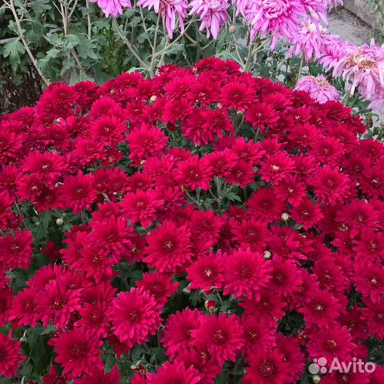 Хризантемы мультифлора