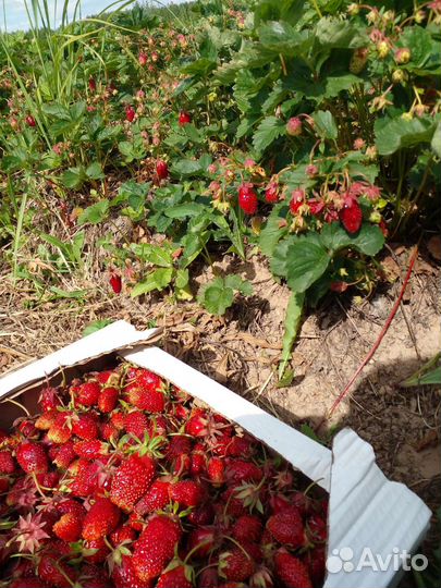 Купчиха саженцы клубники