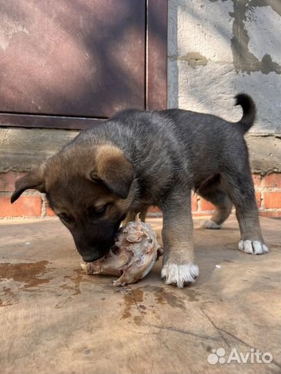 Щенки метисы лайки