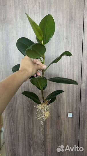 Фикус Эластика