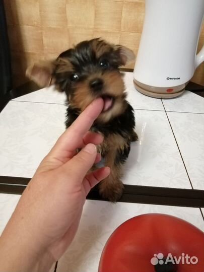 Йоркширский терьер