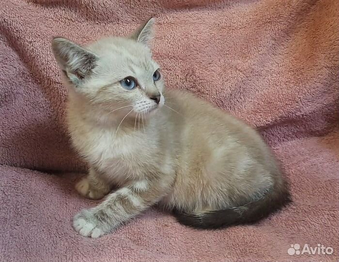 Разноцветные котята в ответственные руки