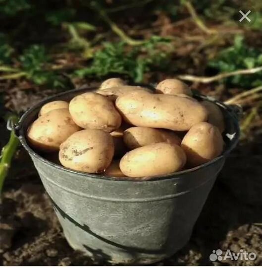 Продам картофель семенной