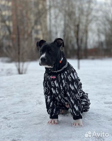 Комбинезон для кобеля