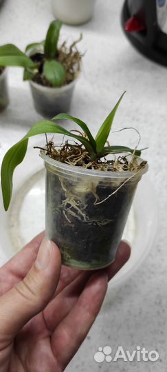 Орхидея фаленопсис