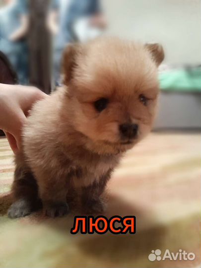 Щенки шпиц