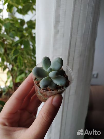 Пахифитум суккуленты