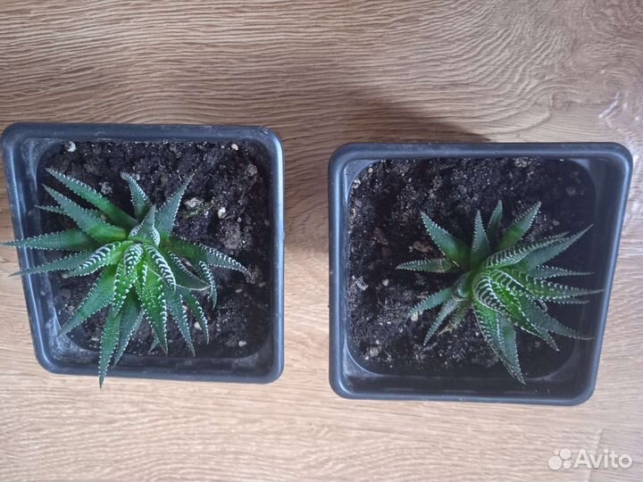 Комнатное растение