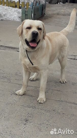 Зоогостиница для собак