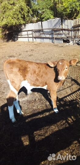 Бычки и телка