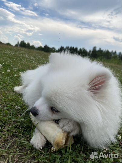 Шпиц вязка
