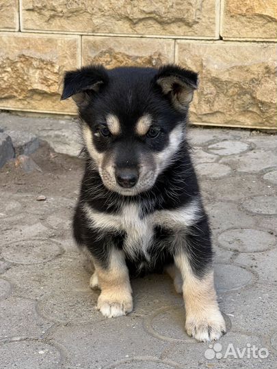 Щенки Хаски