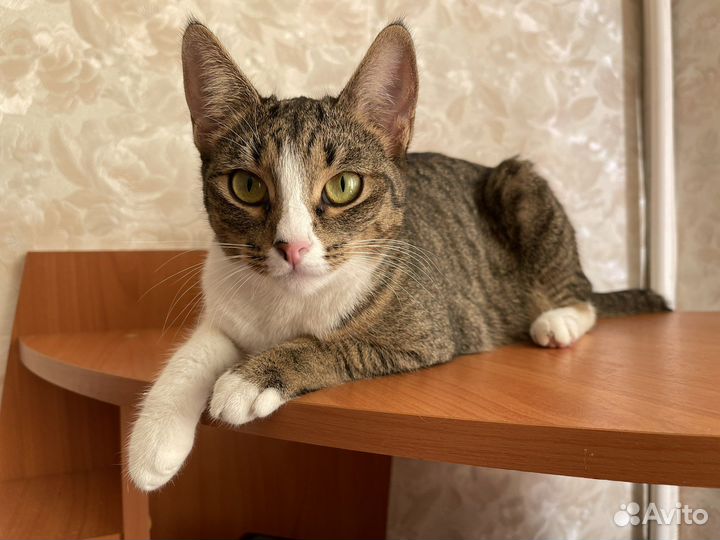 Кошка в дар