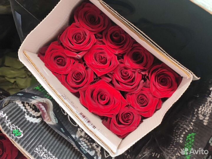 Роза Эквадор Голландия 70 см