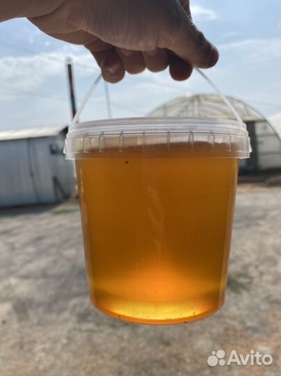 Мед таежный сибирский