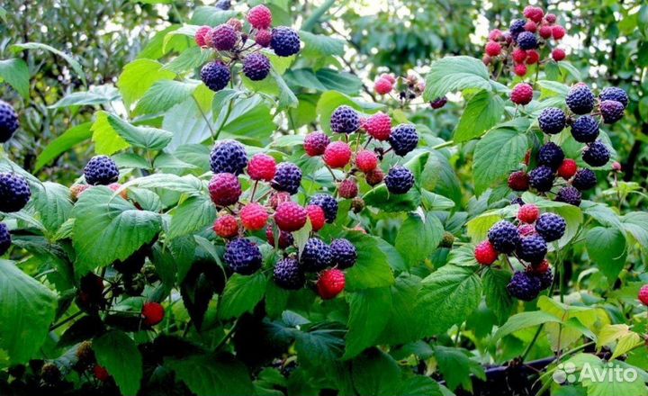 Черная малина кумберленд