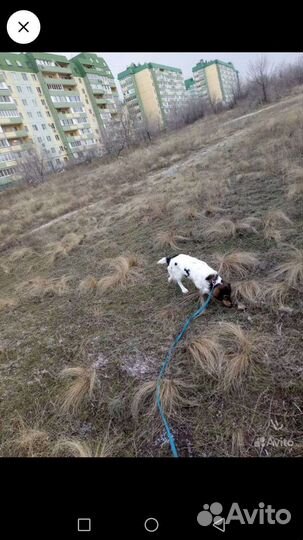 Собака в добрые руки