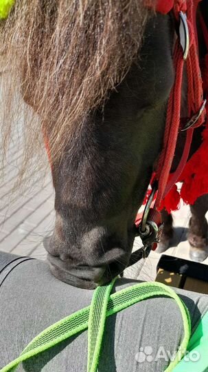 Прокат на пони