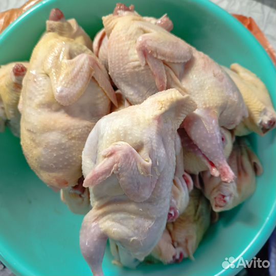 Куриные перепелиные яйца мясо перепела