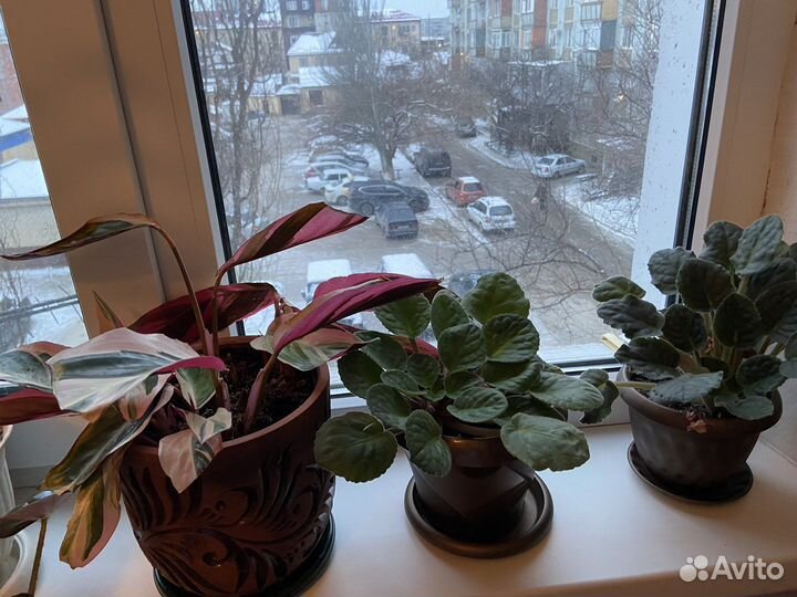 Комнатные цветы