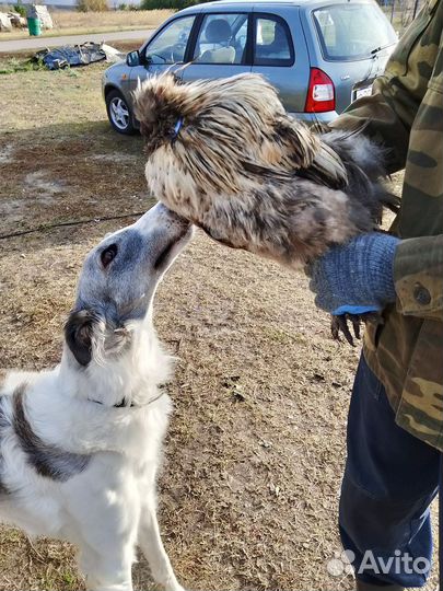 Китайские шелковые петушки 1,5 года