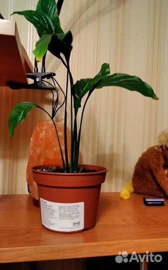 Спатифиллум