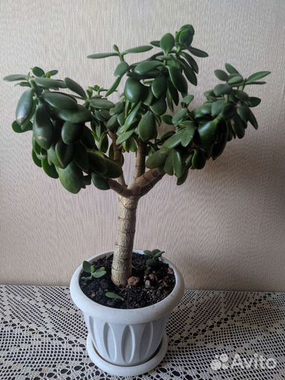 Крассула толстянка (денежное дерево)