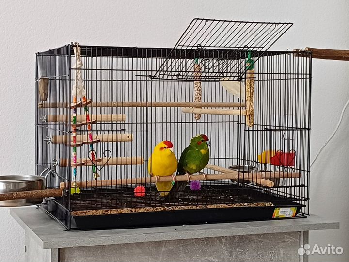Попугаи кокарики с клеткой и аксессуарами