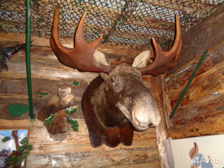 Чучело голова лося