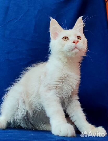 Мейн-кун высокое красное серебро