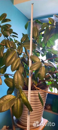 Фикус крупномер и его дети