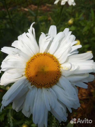 Садовые растения